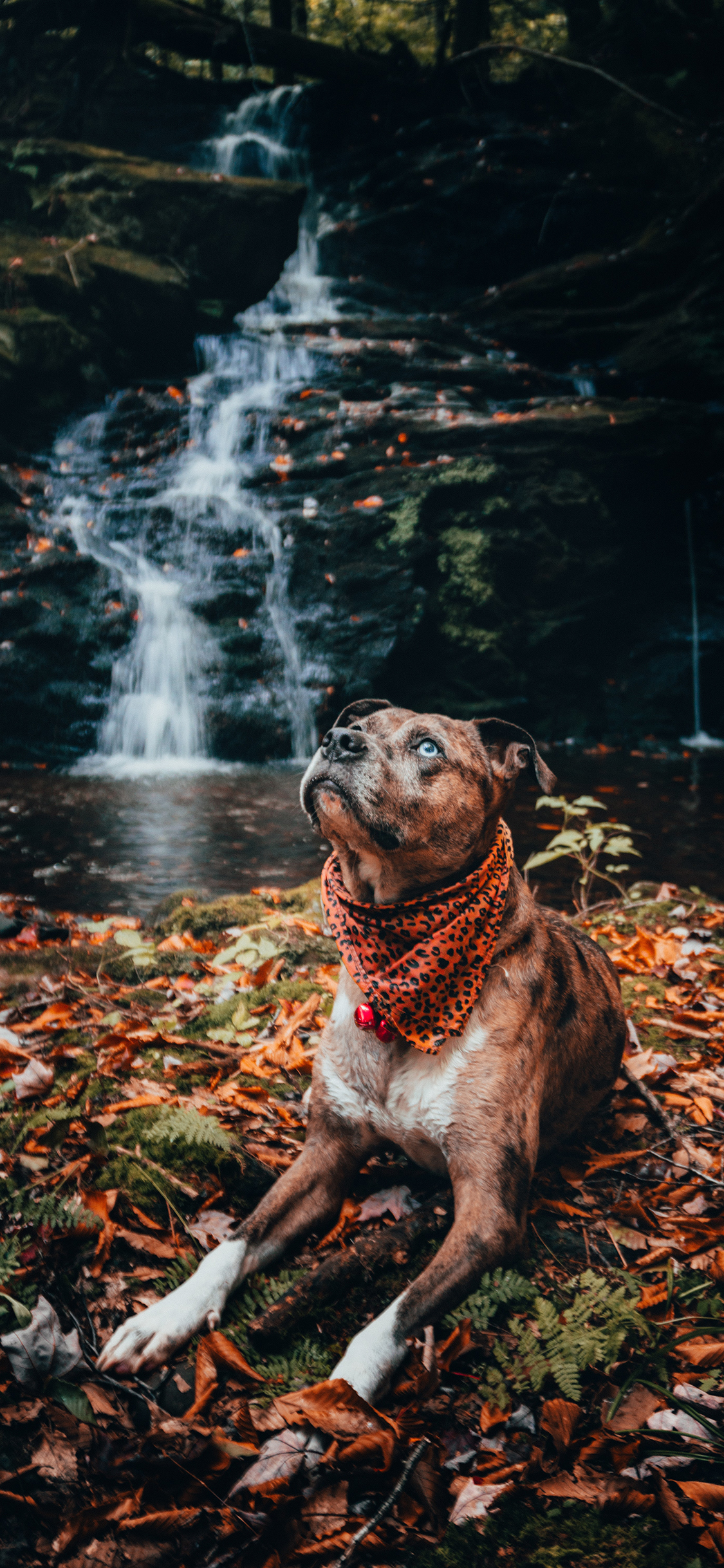 [2436×1125]狗 落叶 树叶 野外 宠物 苹果手机壁纸图片