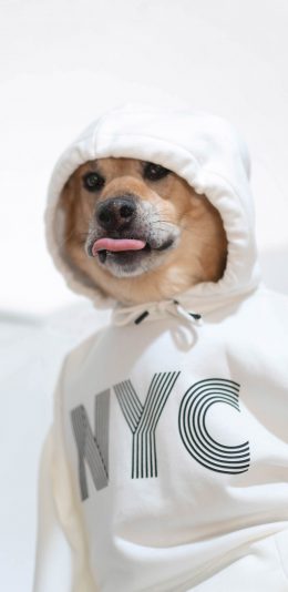 [2436x1125]狗 衣服 吐舌 犬 汪星人 宠物 苹果手机壁纸图片