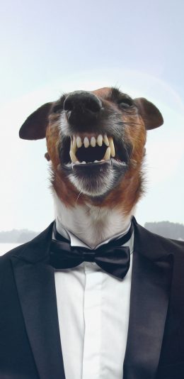 [2436x1125]狗 西装 宠物 犬 牙齿 苹果手机壁纸图片