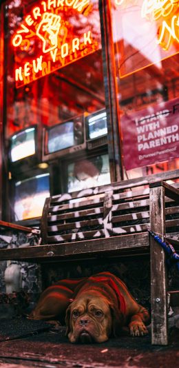 [2436x1125]狗 趴 椅子 商店 宠物 汪星人 犬 苹果手机壁纸图片