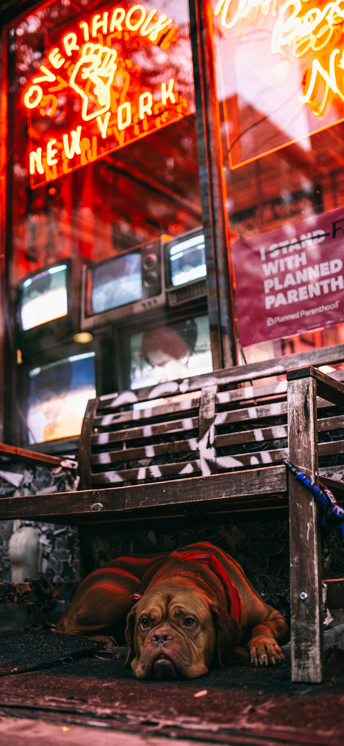 [2436×1125]狗 趴 椅子 商店 宠物 汪星人 犬 苹果手机壁纸图片