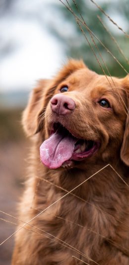 [2436x1125]狗 野外 吐舌 宠物狗 苹果手机壁纸图片