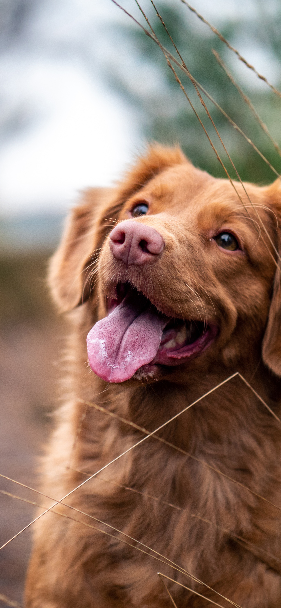 [2436×1125]狗 野外 吐舌 宠物狗 苹果手机壁纸图片