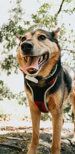 [2436x1125]狗 野外 宠物 狼犬 苹果手机壁纸图片