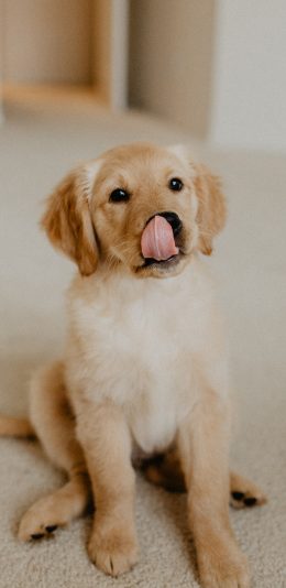 [2436x1125]狗 金毛 拉布拉多 宠物 苹果手机壁纸图片