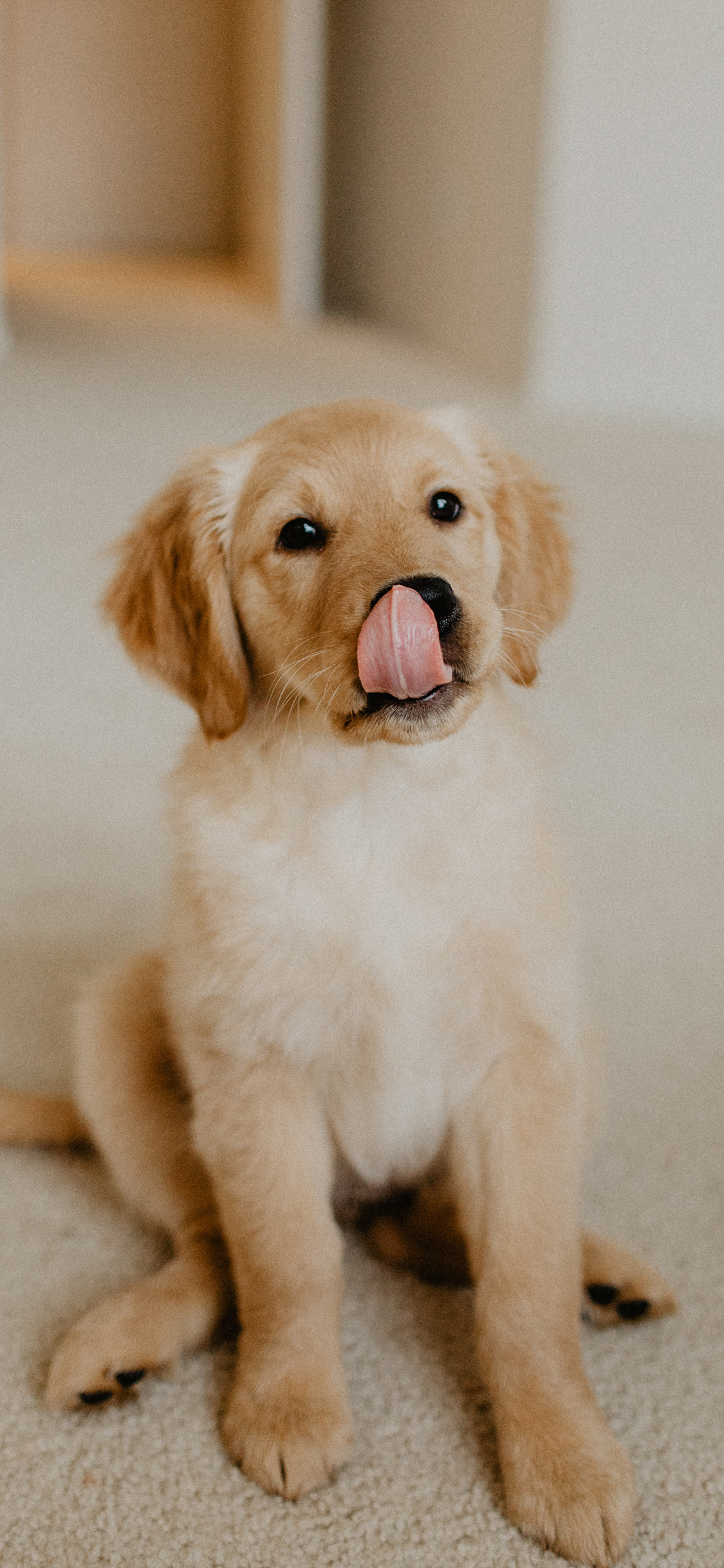 [2436×1125]狗 金毛 拉布拉多 宠物 苹果手机壁纸图片