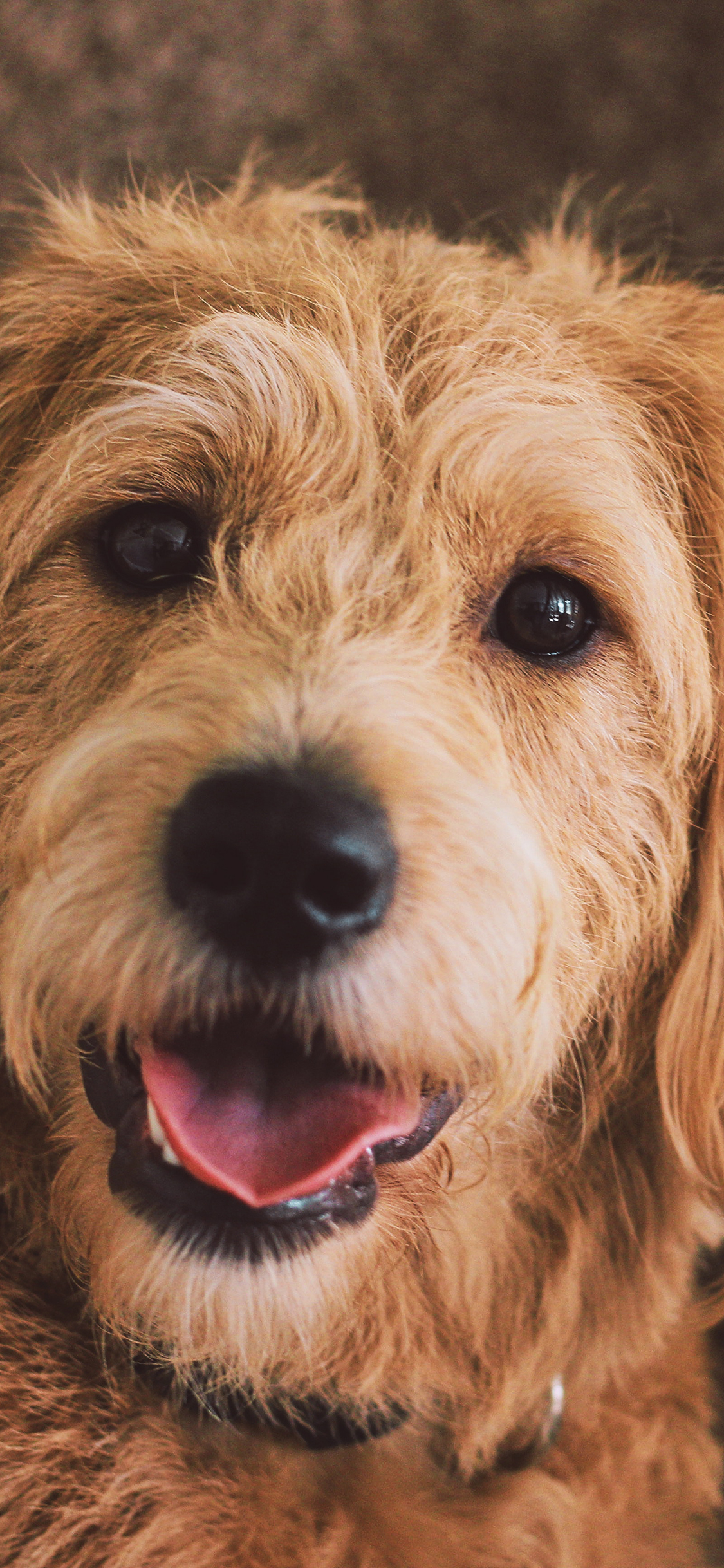 [2436×1125]狗 金毛 犬类 宠物 垂耳 苹果手机壁纸图片