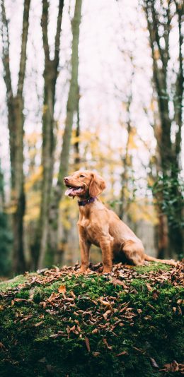 [2436x1125]狗 金毛 野外 树林 站立 苹果手机壁纸图片