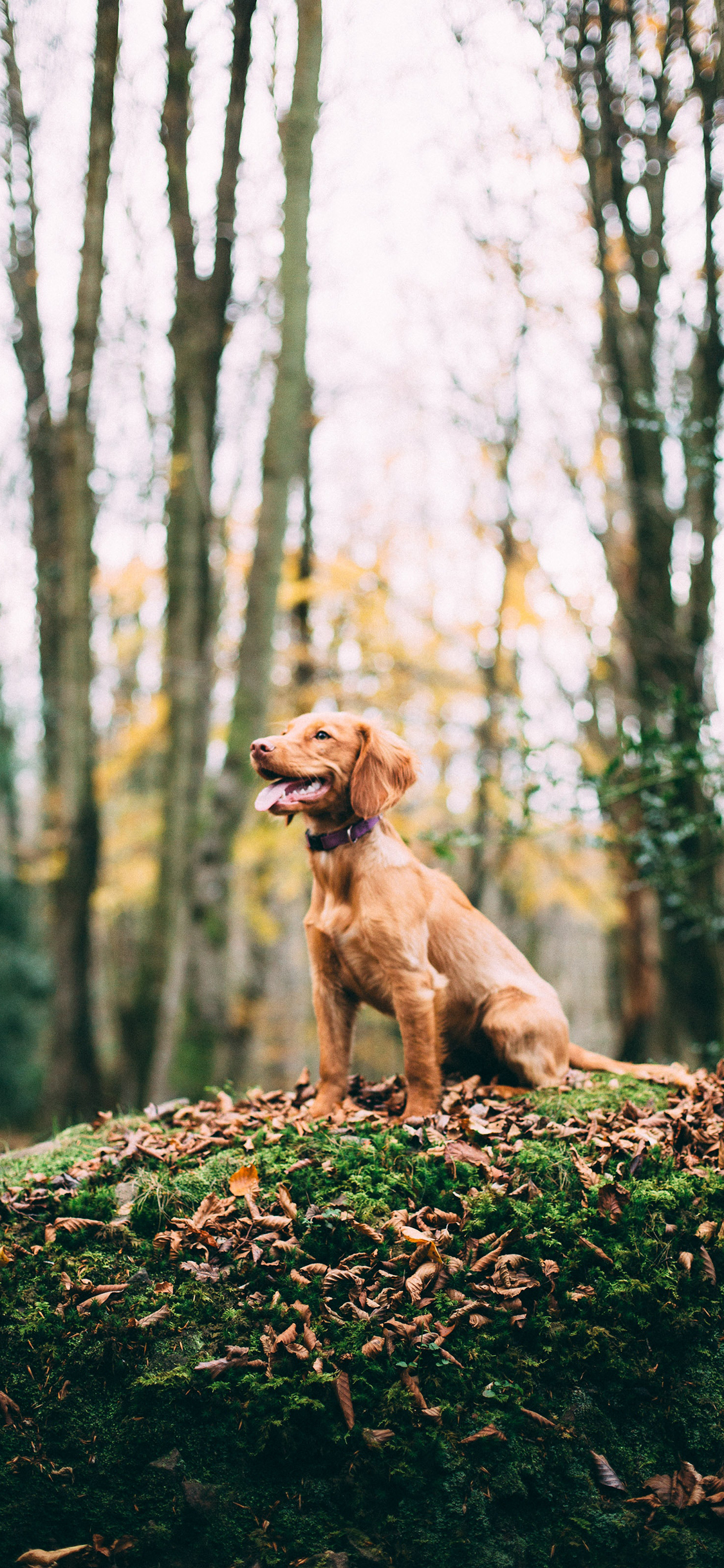 [2436×1125]狗 金毛 野外 树林 站立 苹果手机壁纸图片