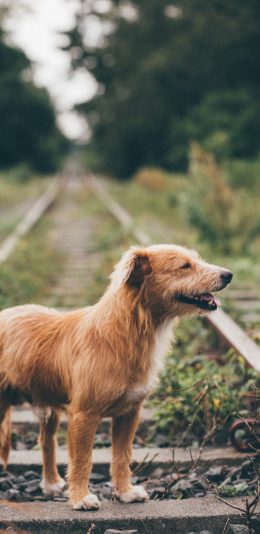 [2436x1125]狗 铁轨 流浪狗 野外 苹果手机壁纸图片