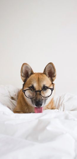 [2436x1125]狗 镜框 宠物 可爱 苹果手机壁纸图片