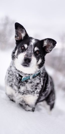 [2436x1125]狗 雪地 哈士奇 幼犬 苹果手机壁纸图片