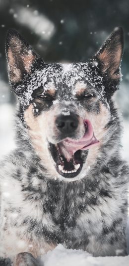 [2436x1125]狗 雪地 嬉戏 雪季 苹果手机壁纸图片