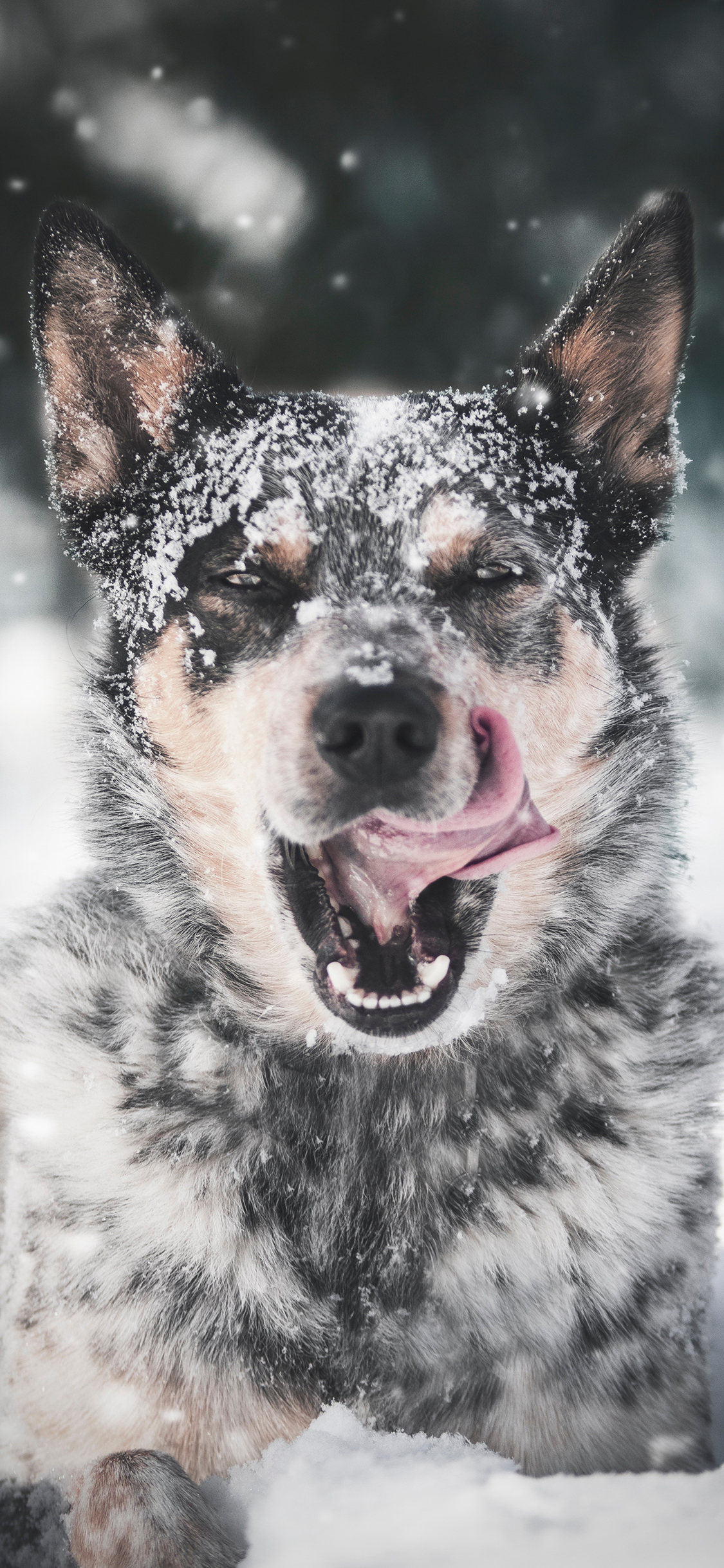 [2436×1125]狗 雪地 嬉戏 雪季 苹果手机壁纸图片