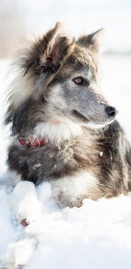 [2436x1125]狗 雪地 宠物 狼狗 苹果手机壁纸图片