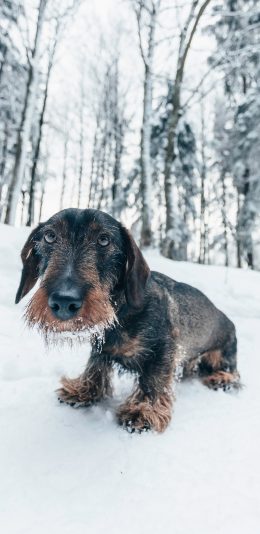 [2436x1125]狗 雪地 毛发冬季 苹果手机壁纸图片