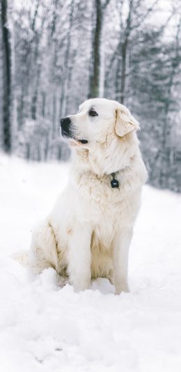 [2436x1125]狗 雪地 皮毛 宠物 项圈 苹果手机壁纸图片