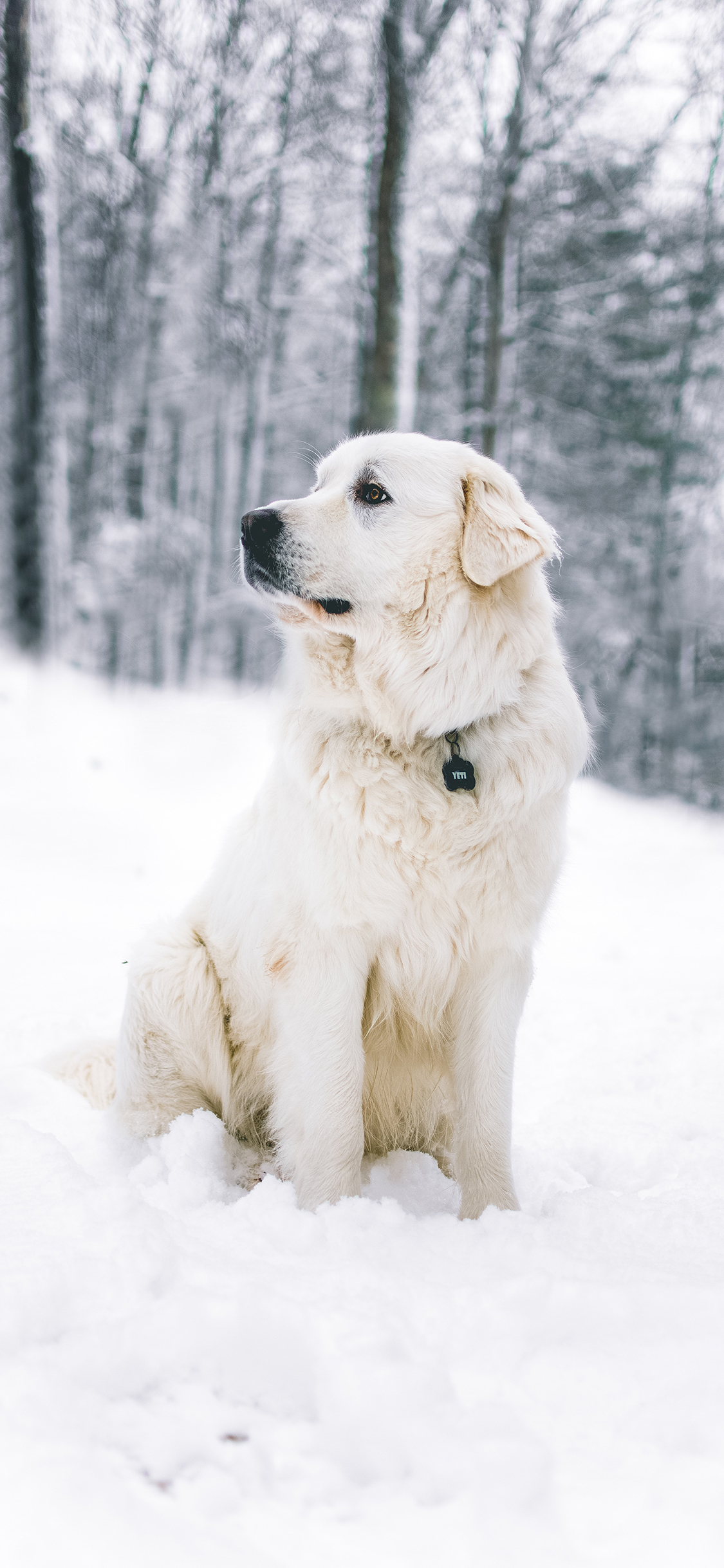 [2436×1125]狗 雪地 皮毛 宠物 项圈 苹果手机壁纸图片