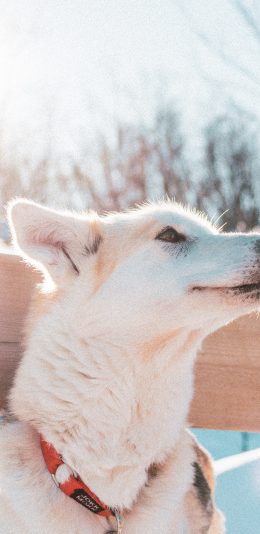 [2436x1125]狗 雪地 阳光 项圈 苹果手机壁纸图片