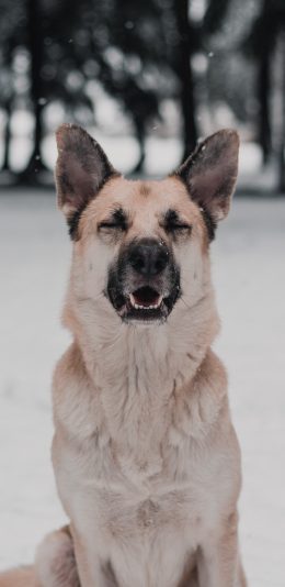 [2436x1125]狗 雪地 雪季 狼犬 苹果手机壁纸图片
