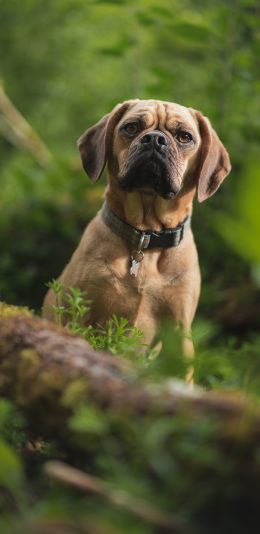 [2436x1125]狗 项圈 严肃 宠物 苹果手机壁纸图片