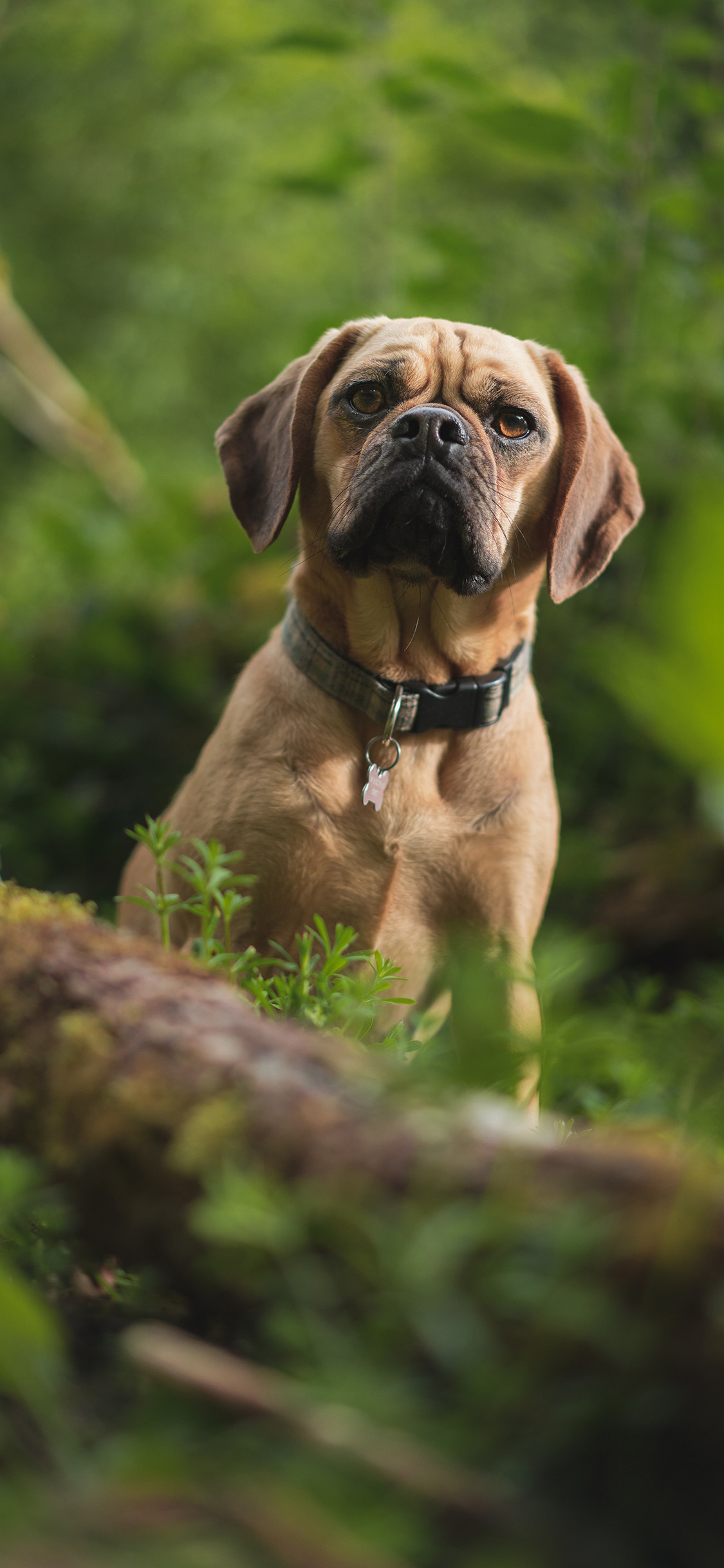 [2436×1125]狗 项圈 严肃 宠物 苹果手机壁纸图片