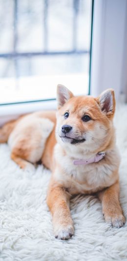 [2436x1125]狗 项圈 宠物 土狗 苹果手机壁纸图片