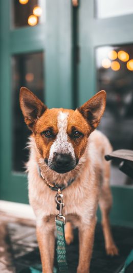 [2436x1125]狗 项圈 宠物 路边 苹果手机壁纸图片
