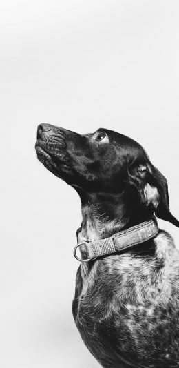 [2436x1125]狗 项圈 黑白 宠物 苹果手机壁纸图片