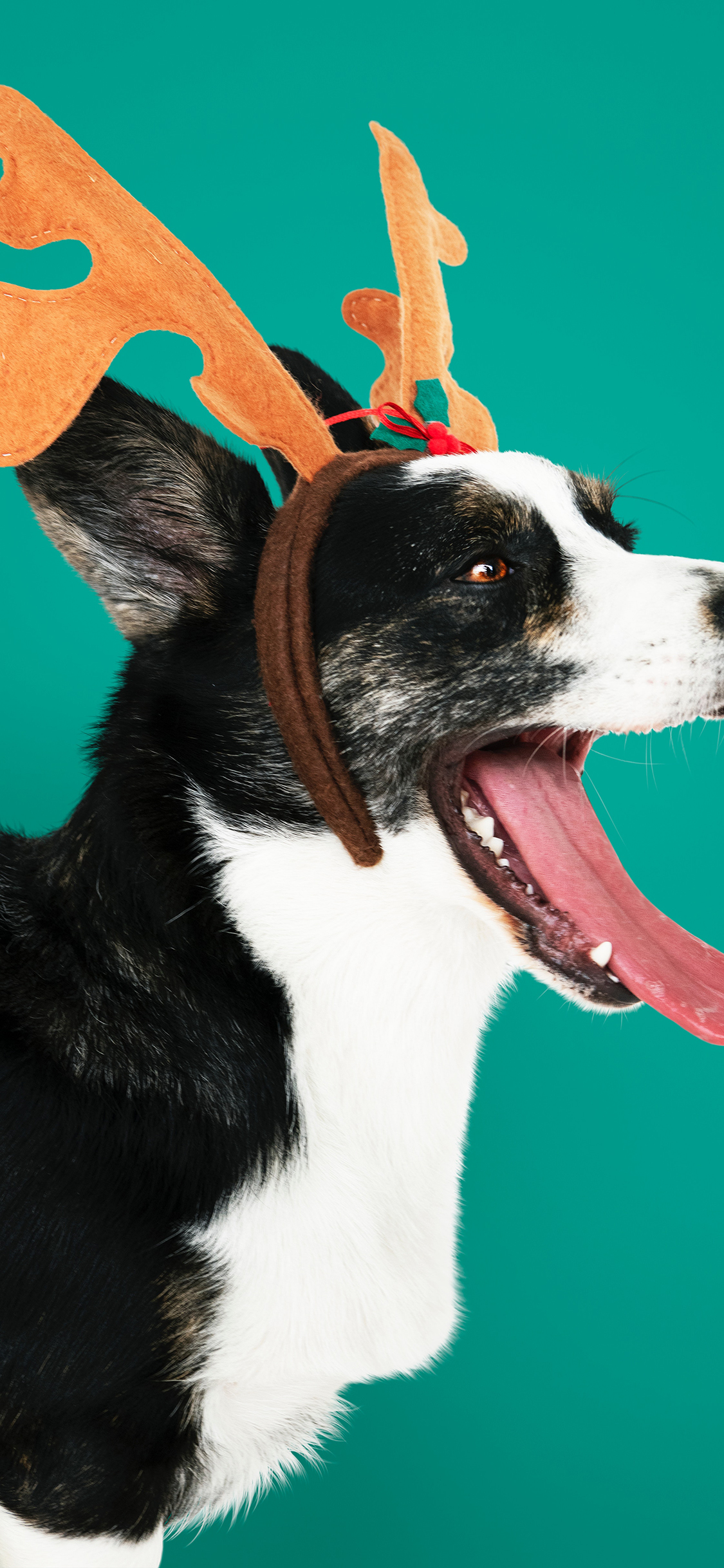 [2436×1125]狗 鹿角 圣诞 吐舌 苹果手机壁纸图片