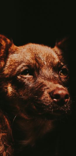[2436x1125]狗 黑暗 犬类 皮毛 土狗 苹果手机壁纸图片