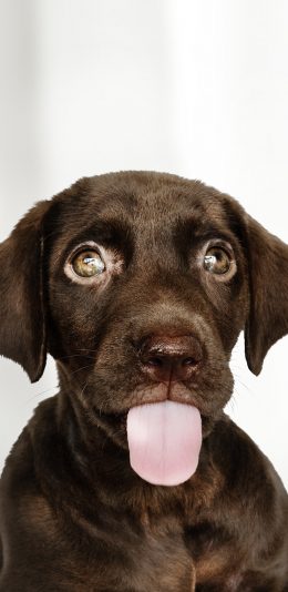 [2436x1125]狗 黑狗 宠物 大眼 吐舌 苹果手机壁纸图片