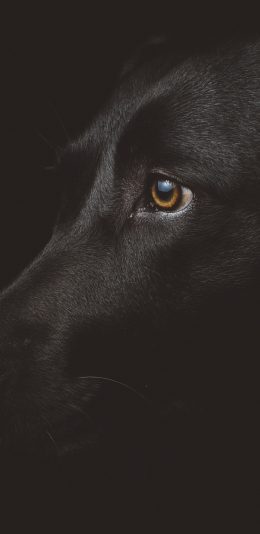 [2436x1125]狗 黑色 动物 犬 宠物 苹果手机壁纸图片