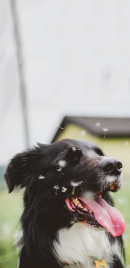 [2436x1125]狗子 可爱 黑白 蒲公英 苹果手机壁纸图片