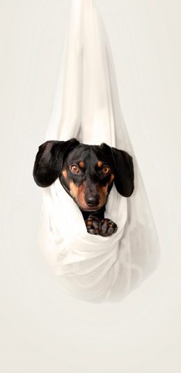 [2436x1125]狗子 宠物 拍照 悬空 苹果手机壁纸图片