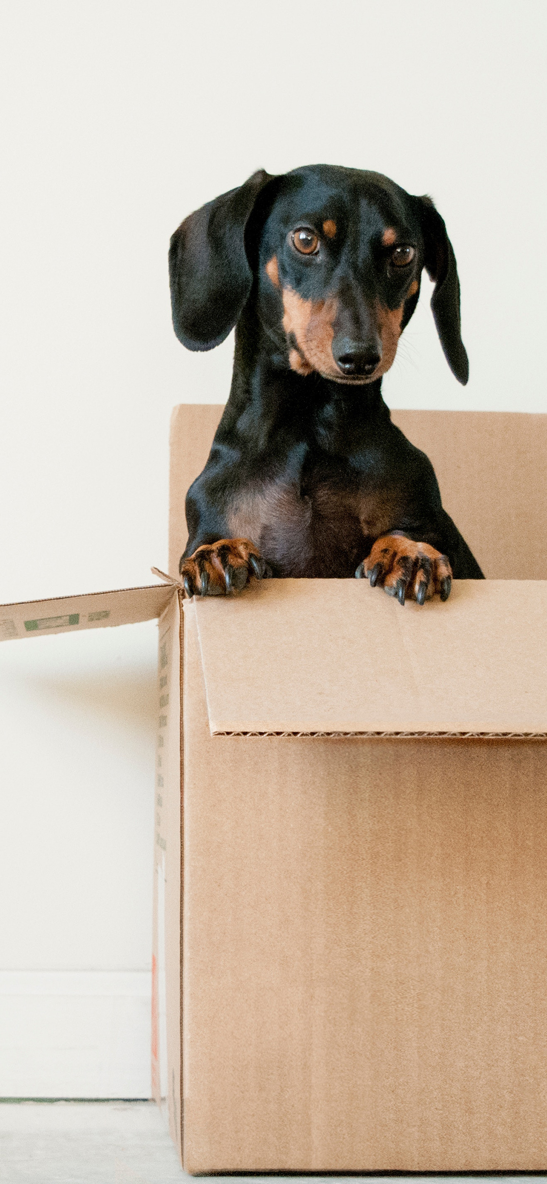 [2436×1125]狗子 宠物 纸箱 简约 苹果手机壁纸图片