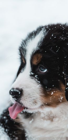 [2436x1125]狗子 宠物 雪地 戏耍 苹果手机壁纸图片