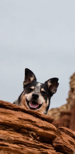 [2436x1125]狗子 宠物狗 汪星人 可爱 苹果手机壁纸图片