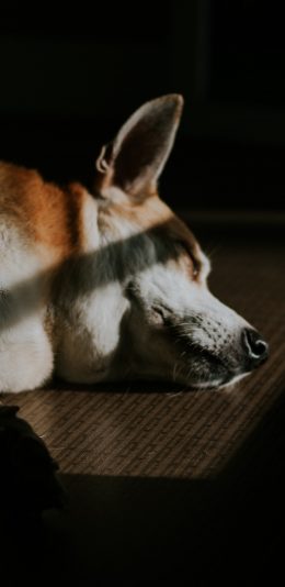 [2436x1125]狗子 宠物狗 睡觉 苹果手机壁纸图片