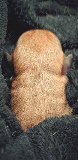 [2436x1125]狗子 小狗 可爱 皮毛 苹果手机壁纸图片