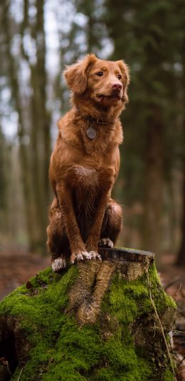 [2436x1125]狗子 树桩 狗牌 宠物 苹果手机壁纸图片