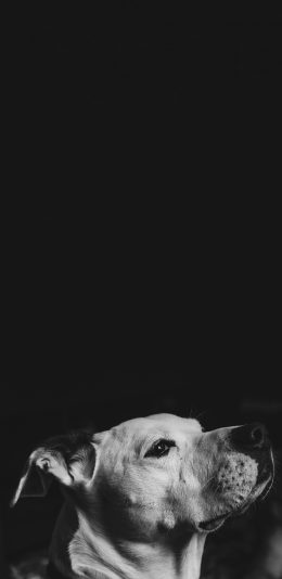 [2436x1125]狗子 汪星人 侧脸 黑白 苹果手机壁纸图片