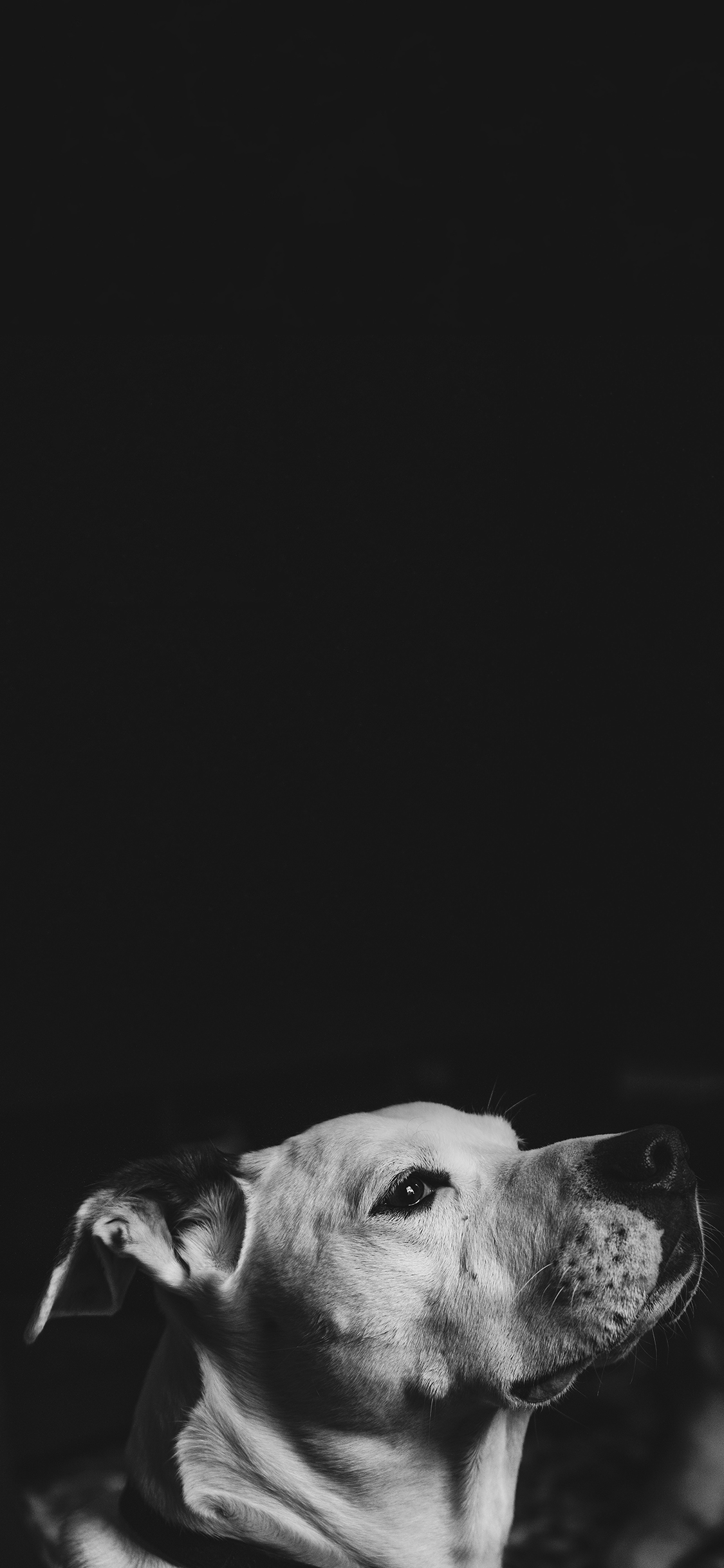 [2436×1125]狗子 汪星人 侧脸 黑白 苹果手机壁纸图片