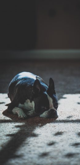 [2436x1125]狗子 法国斗牛 趴着 地毯 宠物 苹果手机壁纸图片