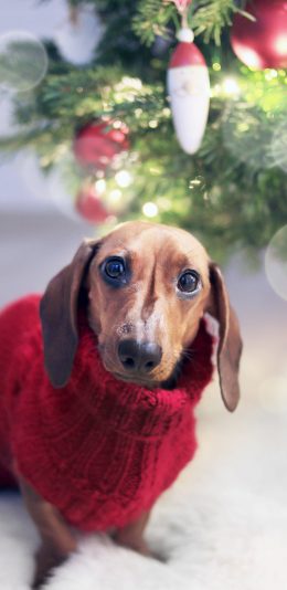 [2436x1125]狗子 犬类 腊肠 毛衣 苹果手机壁纸图片