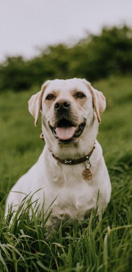 [2436x1125]狗子 草地 笑容 欢乐 苹果手机壁纸图片