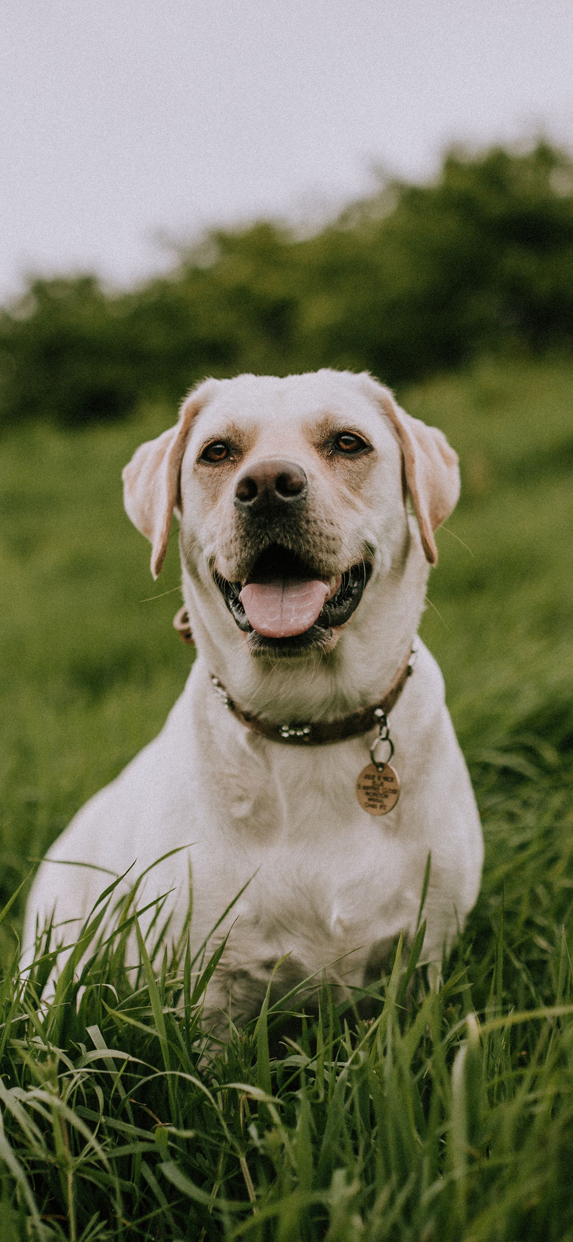 [2436×1125]狗子 草地 笑容 欢乐 苹果手机壁纸图片