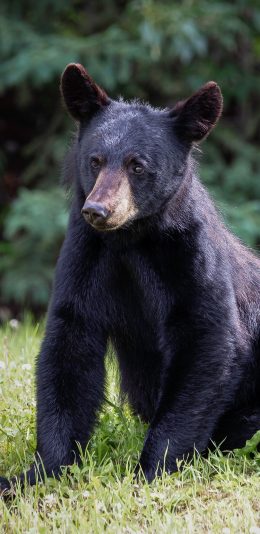 [2436x1125]狗熊 野外 户外 凶猛 苹果手机壁纸图片