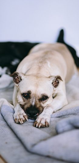 [2436x1125]狗狗 宠物  犬 汪星人 趴 可爱 苹果手机壁纸图片