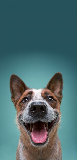 [2436x1125]狗狗 汪星人 可爱 萌 宠物 苹果手机壁纸图片